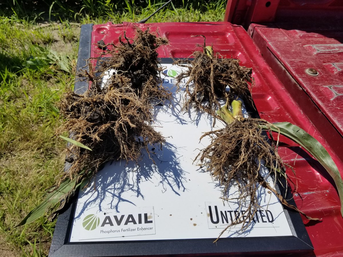 CodyRey1309's tweet photo. @verdesian #AvailT5 working magic in the #NUE territory in Merrick County Nebraska.
✅2000 more harvestable 🌽
✔️larger root mass
✅fully developed noodles roots
✔️larger stalker disorder
All working towards higher #yield potential and greater #corn crop💲💰💲 https://t.co/ltSTWn8J5o