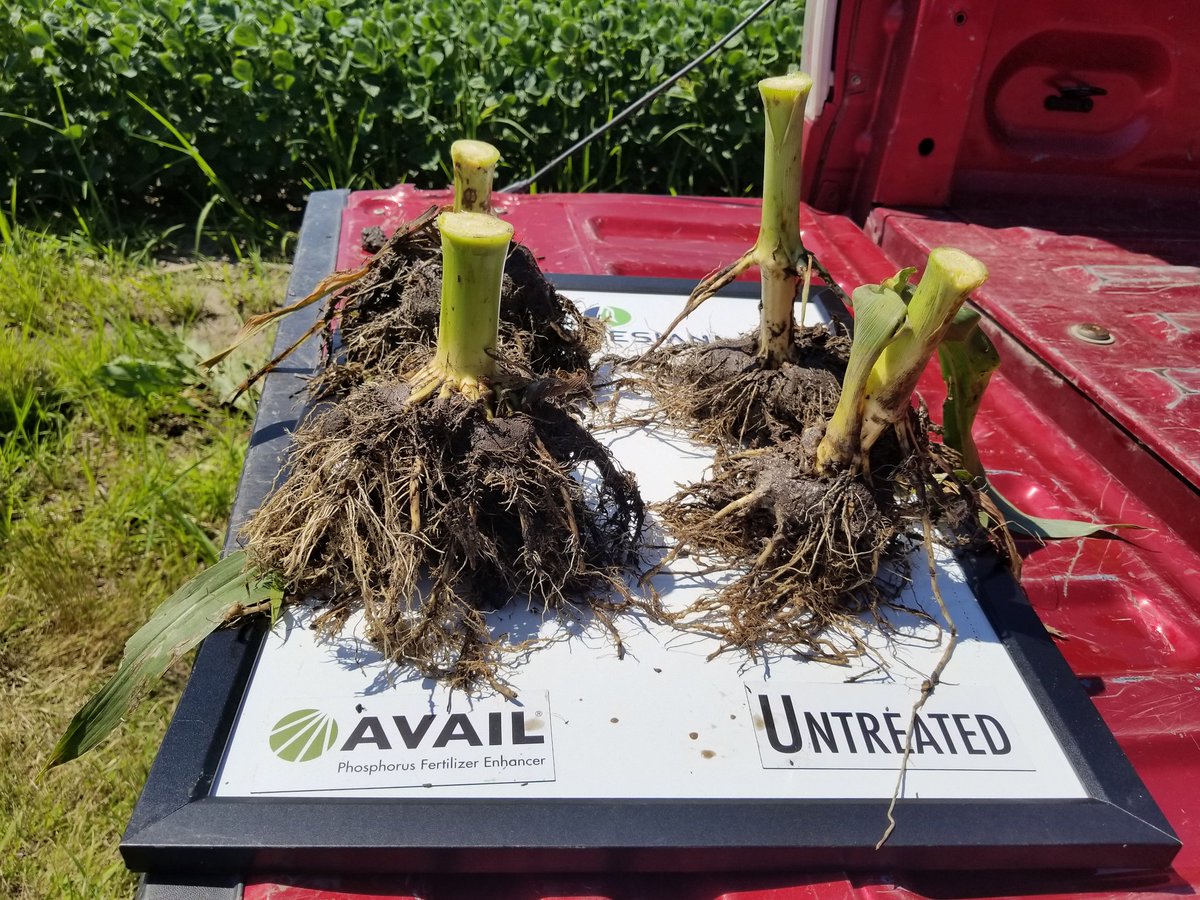 CodyRey1309's tweet photo. @verdesian #AvailT5 working magic in the #NUE territory in Merrick County Nebraska.
✅2000 more harvestable 🌽
✔️larger root mass
✅fully developed noodles roots
✔️larger stalker disorder
All working towards higher #yield potential and greater #corn crop💲💰💲 https://t.co/ltSTWn8J5o