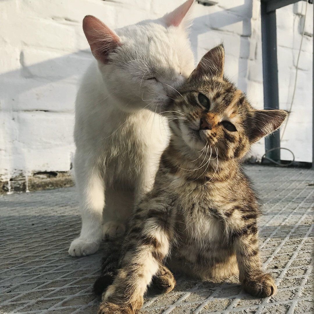 ilovefofuras's tweet photo. O tipo de amor que eu preciso https://t.co/xyj7LUxYh5