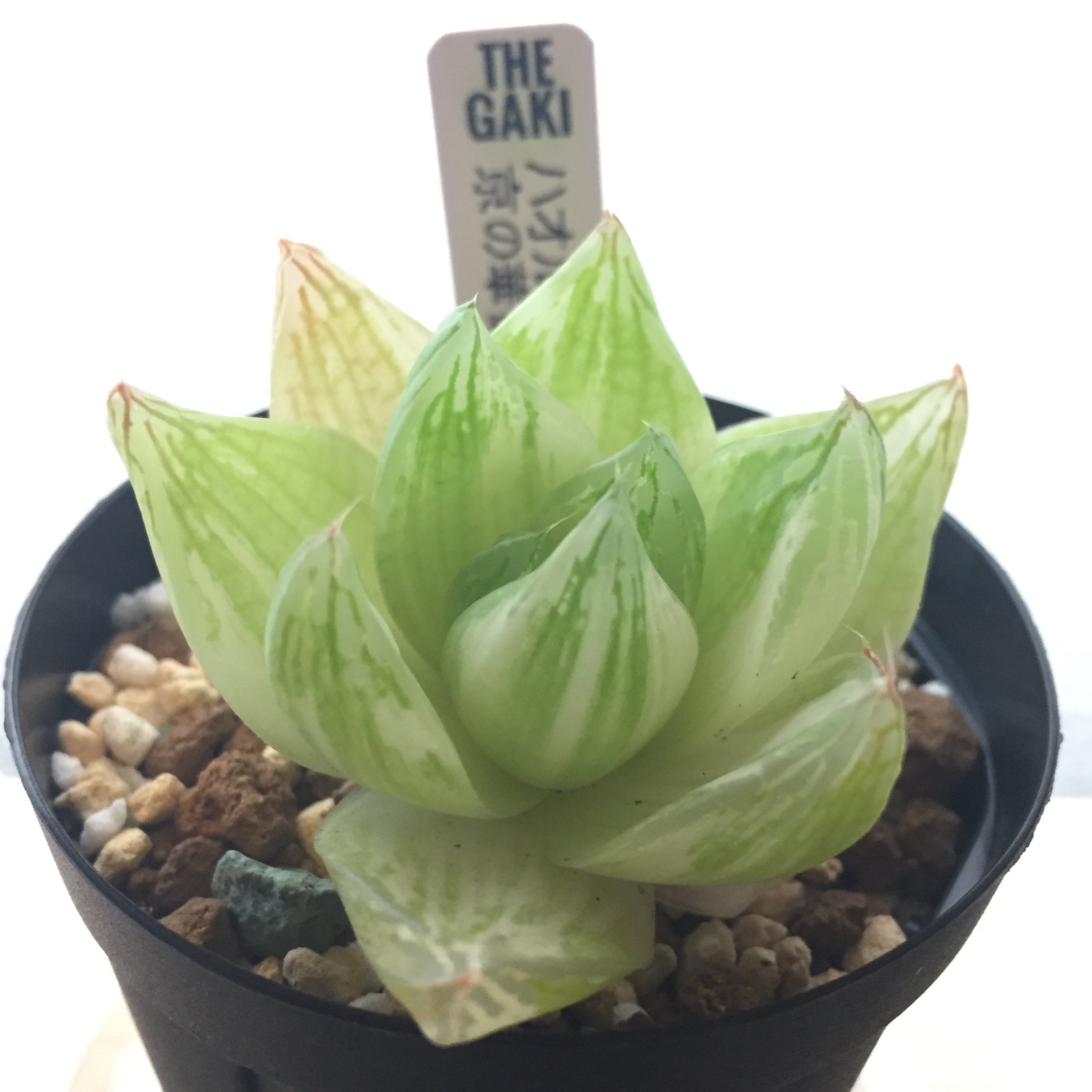 The Gaki ジュエルオーキッド おはルチア ﾉ ハオルチア 京の華錦 ハオルチア 多肉植物 Haworthia ハオルシア Thegaki 京の華錦 T Co V4choajpil Twitter