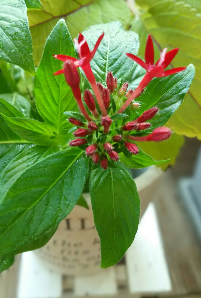 3awcIE1YF6h5UfD's tweet photo. #Goodmorning
#Tuesday
#bloomsoon
pentas lancelata🌿 https://t.co/yliKM7Rmhv