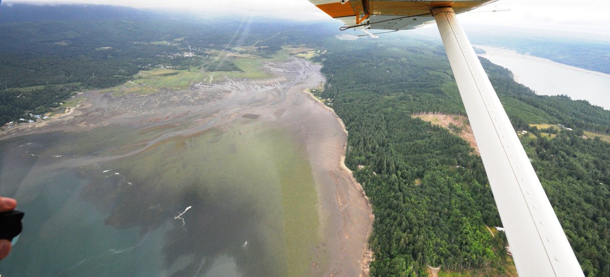 EcologyWA's tweet image. Other observations in our latest Puget Sound observations: A large Noctiluca bloom extends across the South Central Basin of Puget Sound. Macroalgae is piling up on beaches in South and Central Puget Sound and the Whidbey Basin. Check out the full report bit.ly/june18eops