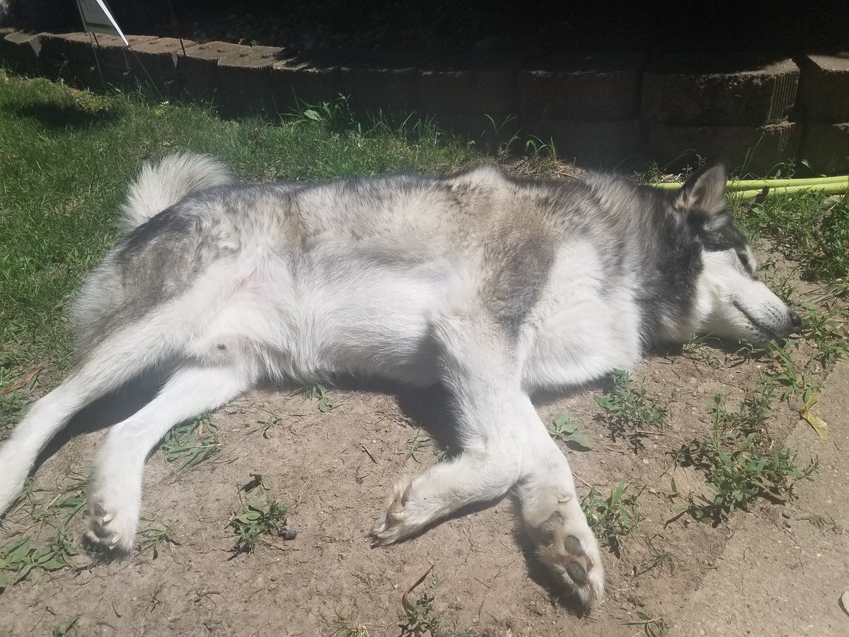 AthenaFroska's tweet photo. Mommy said inside. I said no. I am too big to be picked up anymore. I have won.
#lazydoggo
@DogsButAlsoDogs @AndDoggos https://t.co/Jj4QMMy8XE