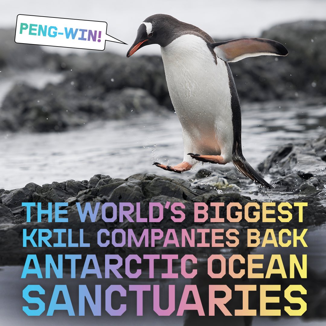 GreenpeaceUK's tweet image. Great news: together, we&apos;ve convinced the world&apos;s biggest krill companies to take action to protect Antarctic wildlife.

The companies say they&apos;ll stop fishing in huge areas of Antarctic Ocean, and that they’ll back the campaign for Antarctic Ocean Sanctuaries. #ProtectAntarctic