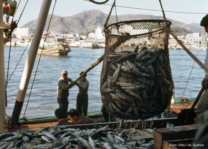 ONU_es's tweet photo. La producción total de pescado 🐟🐠 alcanzó en 2016 un máximo histórico de 171 millones de toneladas, de las cuales el 88% se utilizó para el consumo humano directo. 

Más datos sobre el estado mundial de la pesca 🎣: https://t.co/Xof0SxgI07 vía @FAOenEspanol https://t.co/0TsiG1NRgS
