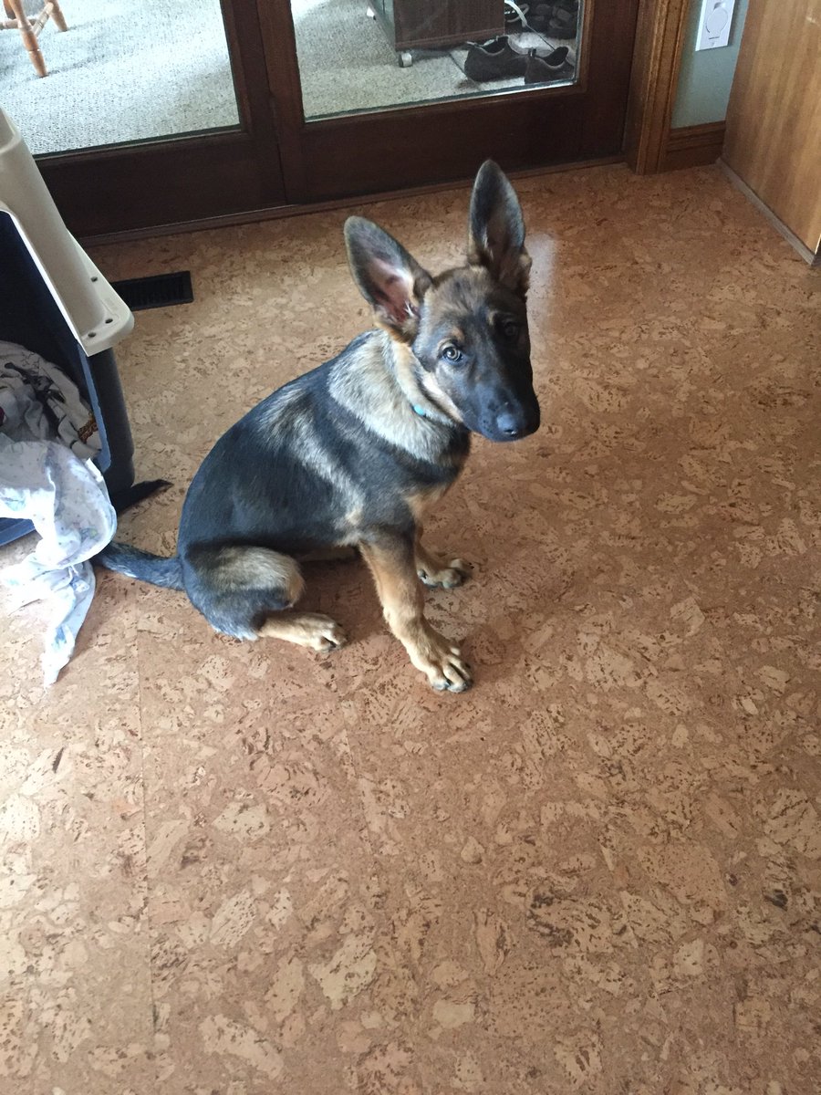 Kyle Weber tweet media