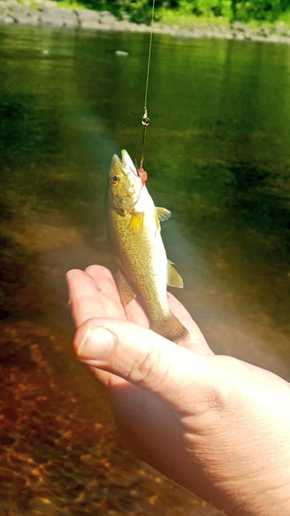 snickles1977's tweet photo. Have to work tonight...so some fresh water fishing before then it is! I don't need a nap! Caught two! Love this place...I think @SteveAndKyle shirt will always be my go to fishing shirt ... it's generally  lucky!! #fishing #threwthemback https://t.co/OHeSCztWQZ