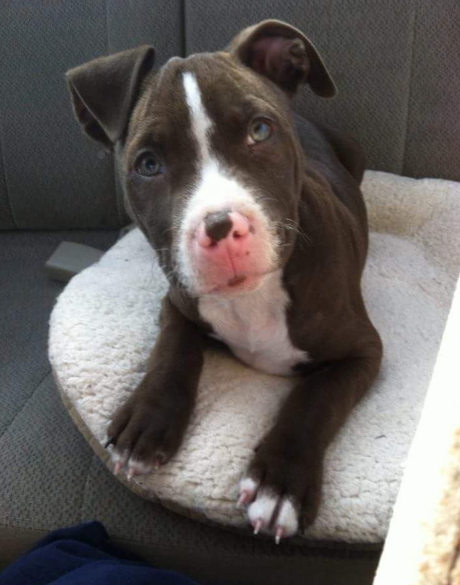 Tank The Pitbull (TankPitbull) Twitter