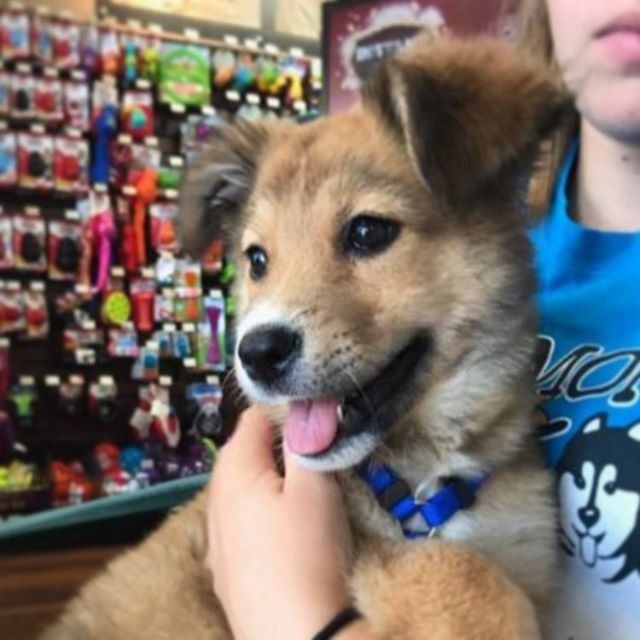 FindFureverhome's tweet photo. Who wouldn’t love to come home to this face every day?! Adopt Laney!
.
https://t.co/dMCGuQkS8Y
.
#adopt #adoptme #adoptable #adoptdontshop #dontshopadopt #rescue #rescueme #rescuepup #rescuepuppy #puppy #pupper #collie #colliemix #colliepuppy #laney #ha… https://t.co/7V7hH0Boli https://t.co/A5lBKLTVfp