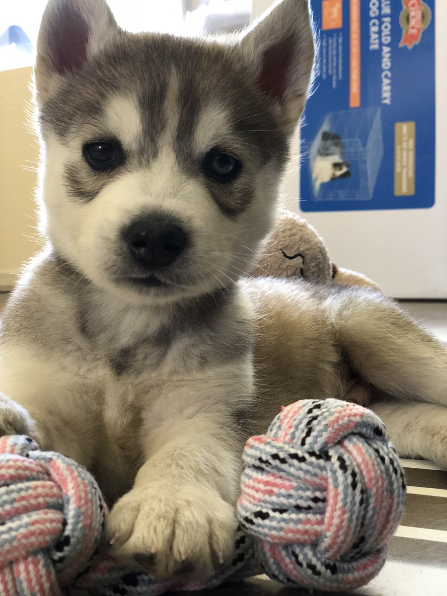 KarlosFaya's tweet photo. It's like he was posing https://t.co/hr9Zo1CFB4