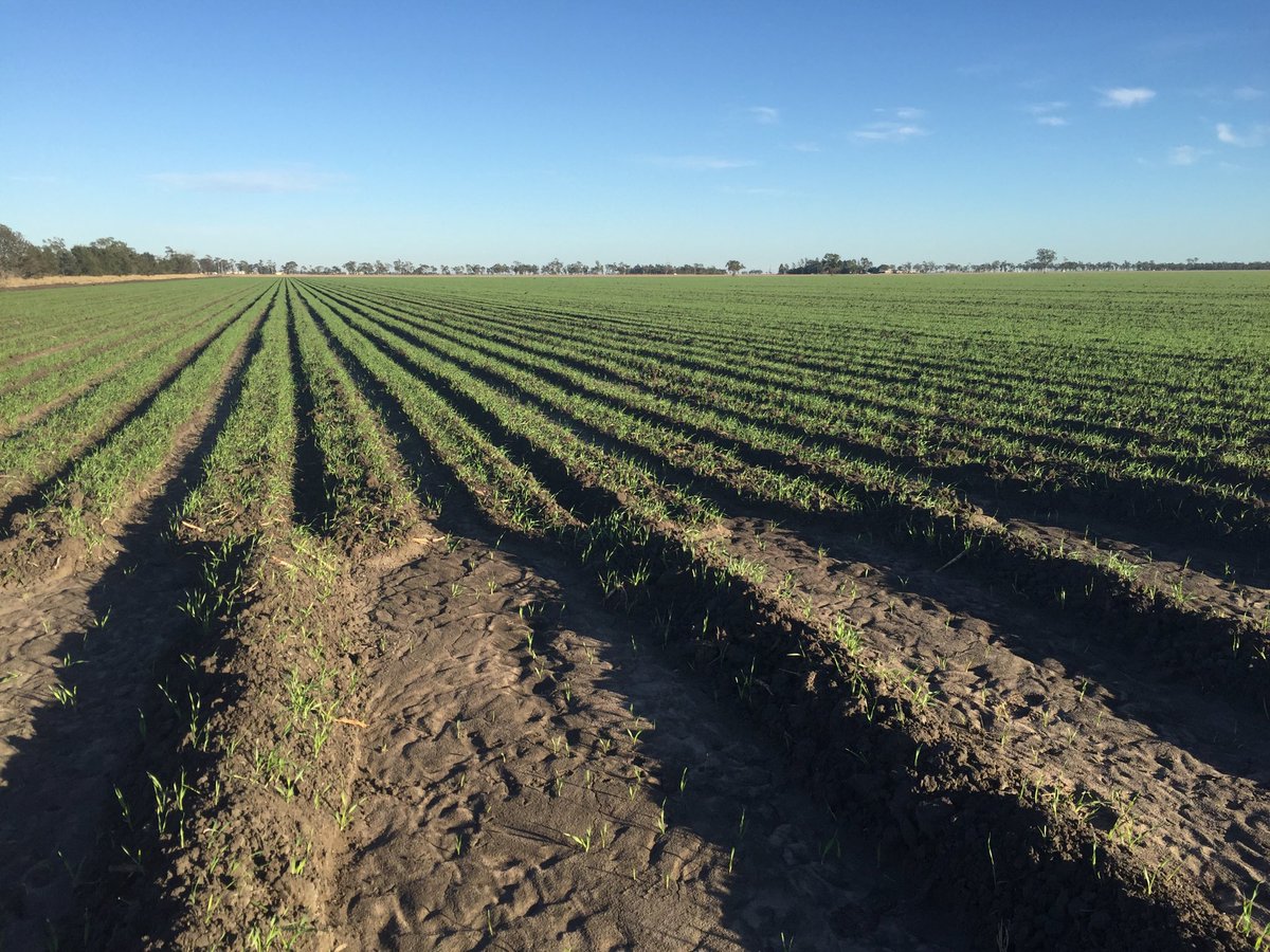 mattynaum's tweet photo. #PlanetBarley seeded and watered up near Dalby, Qld and looking good so far #AssociatedGrain https://t.co/3n6qj6Q7r4