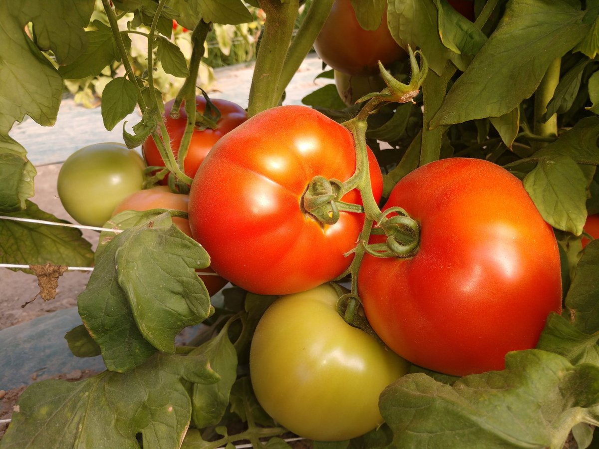 HTGrowers's tweet photo. #JerseyFresh #Tomatoes at #HighTunnelGrowers #HTG https://t.co/zWccS4iLLF