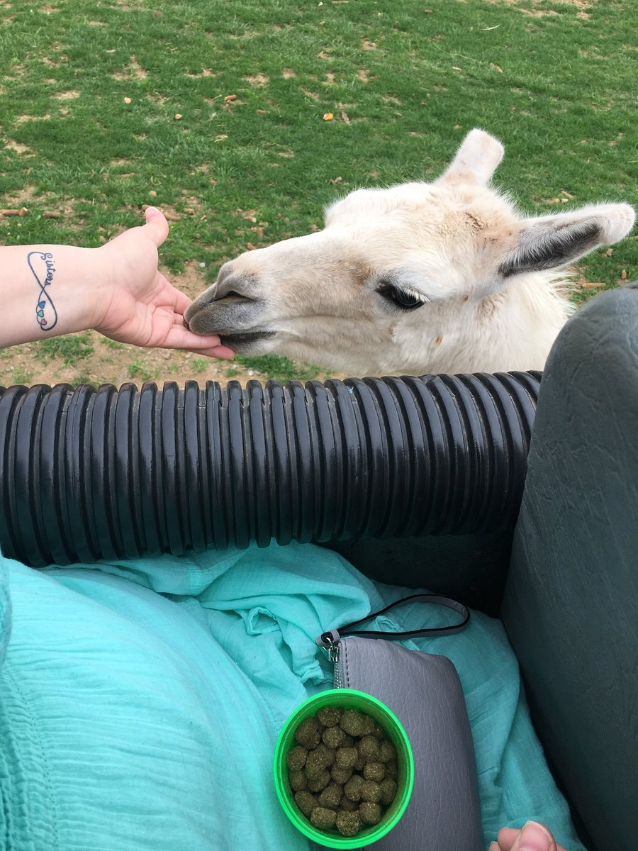 LizaLovesWritin's tweet photo. Sometimes you just need a break. #llamas #SummerVibes #WritersLife https://t.co/ghCKUkfRfU