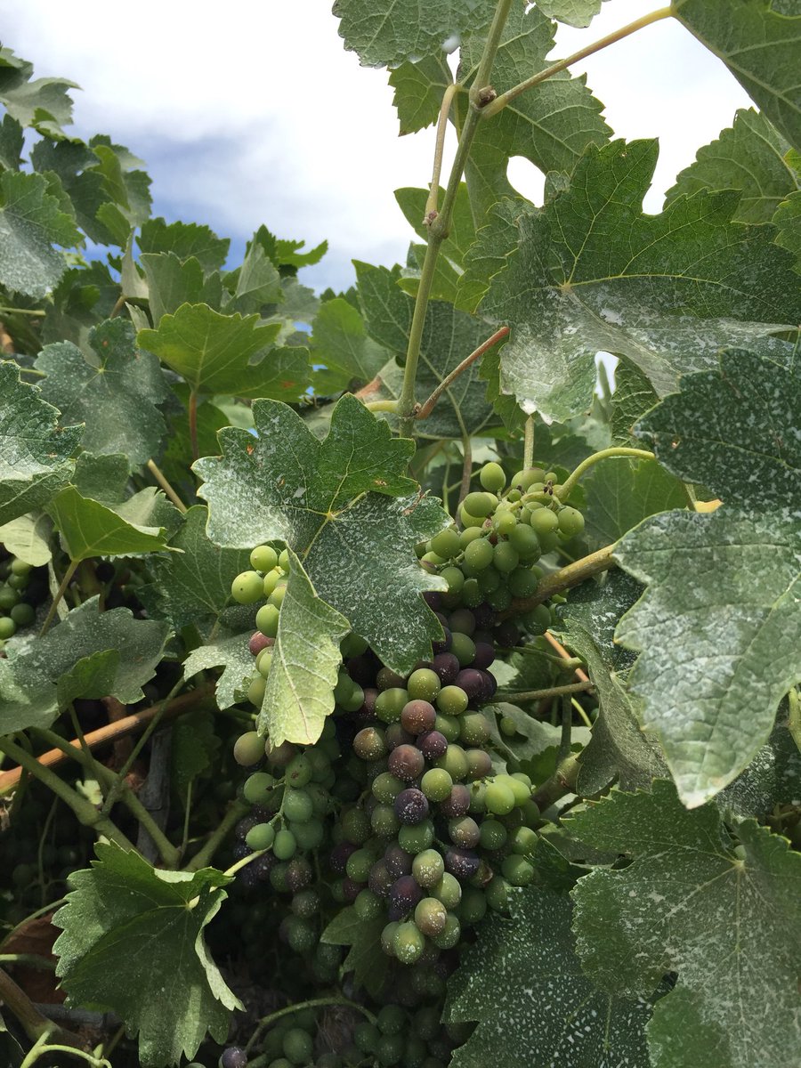 ZhuangGeorge's tweet photo. #Sun #protectant trial on second year #wine #grape https://t.co/UkXtFmX0QT