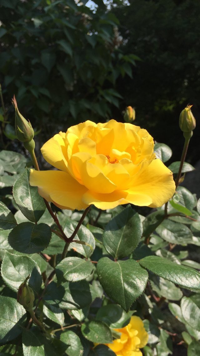 Ben seni,
Bahara aldanmış 
erik ağacı kadar,
Utangaç da severim,
_____haberin olsun.

                  Cemal Süreya

Günaydın..🌹