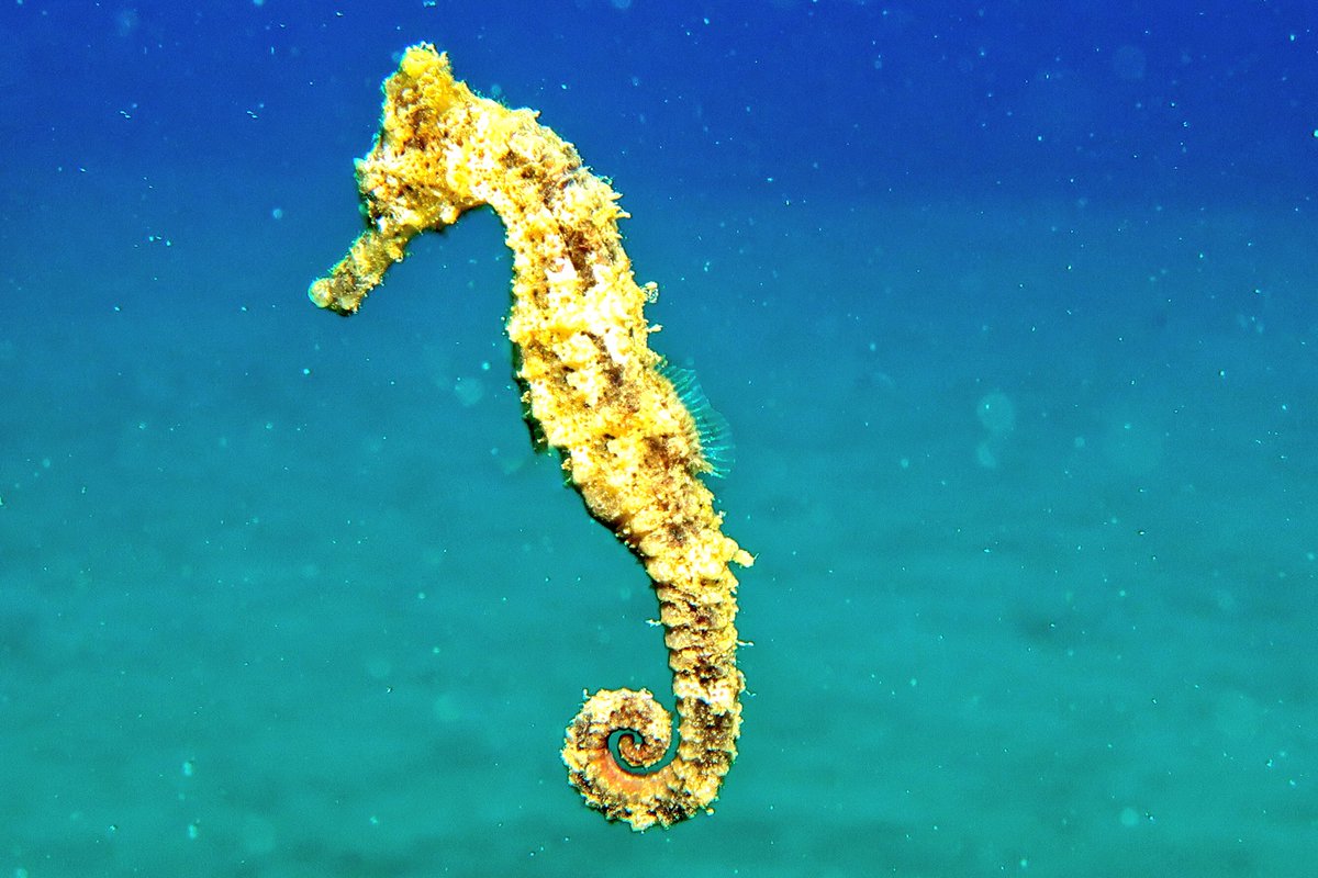 <a href="/soniacolpo/">Sonia Colpo</a> <a href="/hotflipflops/">🇺🇲 Tracy Wilson 🇺🇸</a> #HappyWeek to you Ladies🌴🍹Saw this little guy this morning. Hope both of you are having an 
#awesome week🐠

#ScubaLife #NaturePhotography