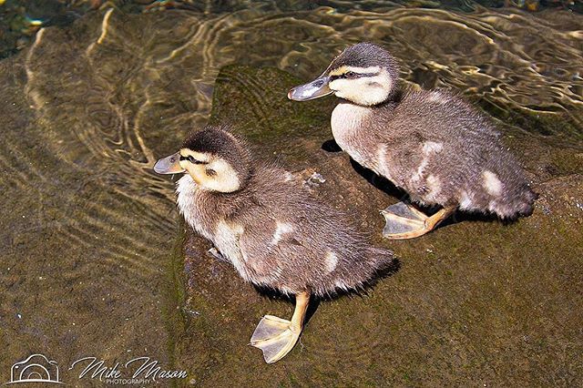 July 10, Two - “There are always two people in every picture; the photographer and the viewer.” - Ansel Adams
.
#PhotoBlog365, #two, #ducklings, #muscovyduckling,
#beautiful, #amazing, #wildlife,
#portkennedy, #rockingham, #perth, #westernaustralia, #aus… ift.tt/2LRulgz