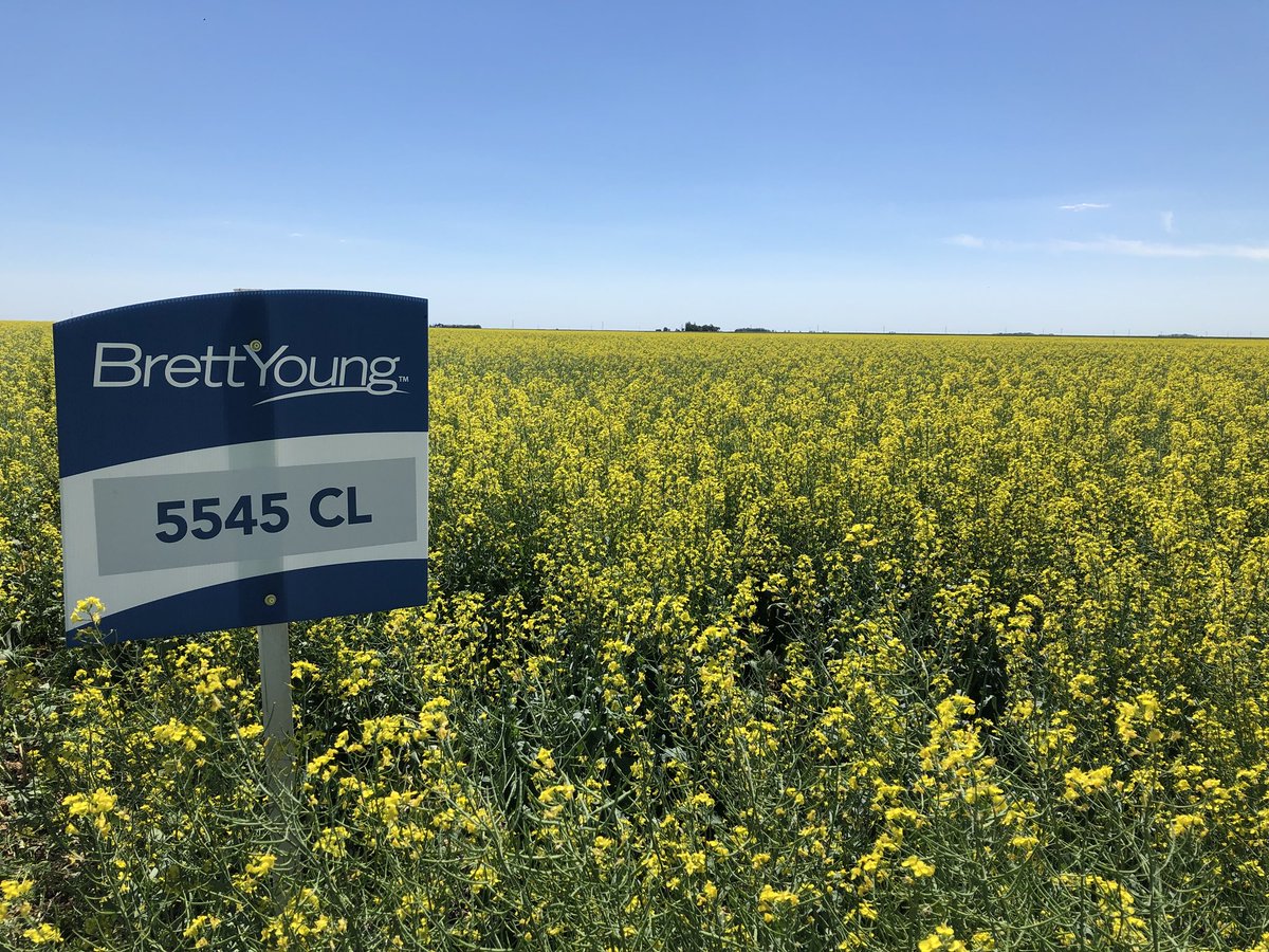ByWehrle's tweet photo. Ask your nearest BrettYoung retail about our 5545 Clearfield variety now accepted on Viterra’s non GMO premium for 2019! #5545CL https://t.co/K7cHzPtGDD