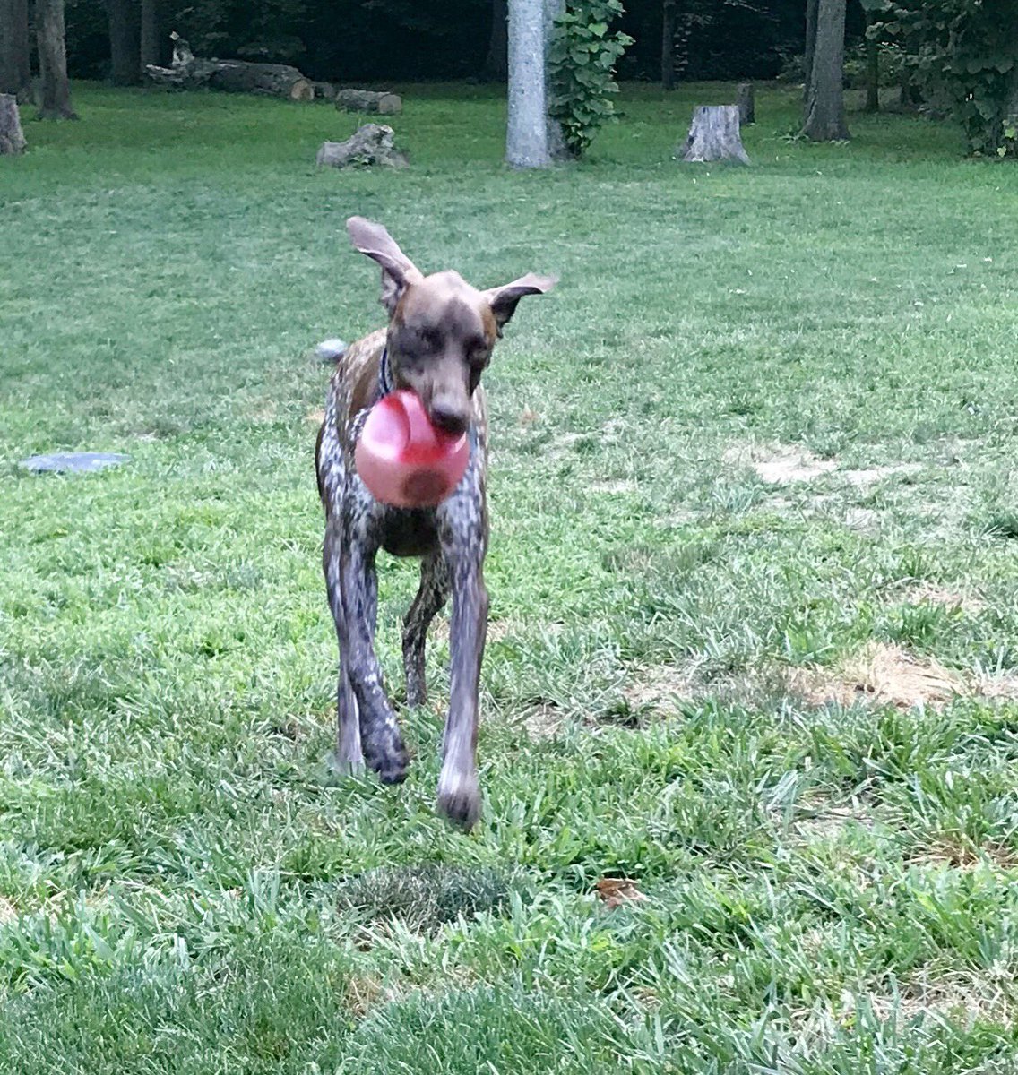 RunLorieRun's tweet photo. Redball gives you wings!! https://t.co/tqJydMCWOQ