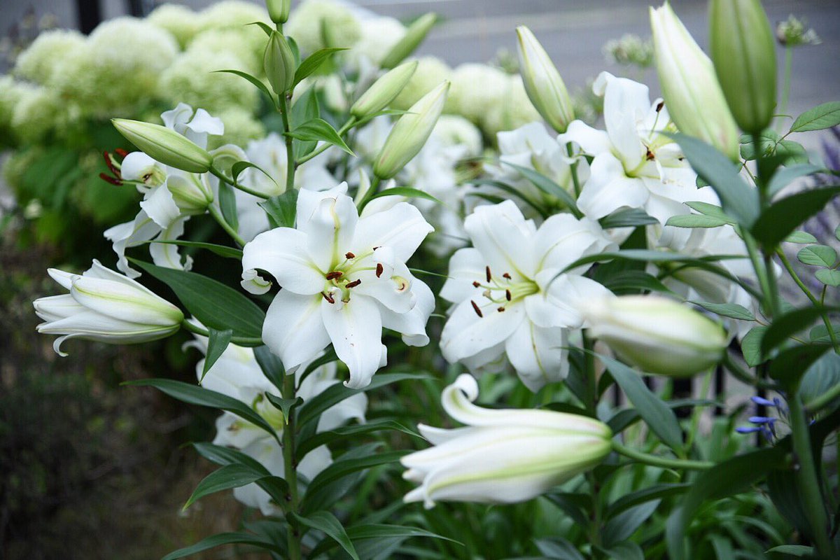 Takako En Twitter T Co Ssowoyemyw 植えっぱなしのユリがいっぱい咲き出した 去年は植えっぱなしのアガパンサスが一緒に咲いてたけど今年はどうなのかなぁ 奥で咲いてるのはアナベル ユリ ゆり 百合 白花 白 Flowers Garden Mygarden 庭 庭