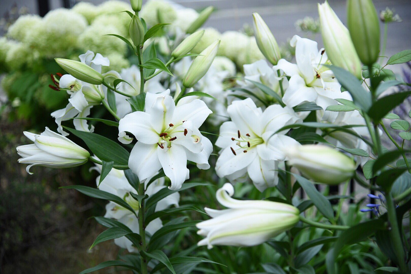 Takako T Co Ssowoyemyw 植えっぱなしのユリがいっぱい咲き出した 去年は植えっぱなし のアガパンサスが一緒に咲いてたけど今年はどうなのかなぁ 奥で咲いてるのはアナベル ユリ ゆり 百合 白花 白 Flowers Garden Mygarden 庭 庭