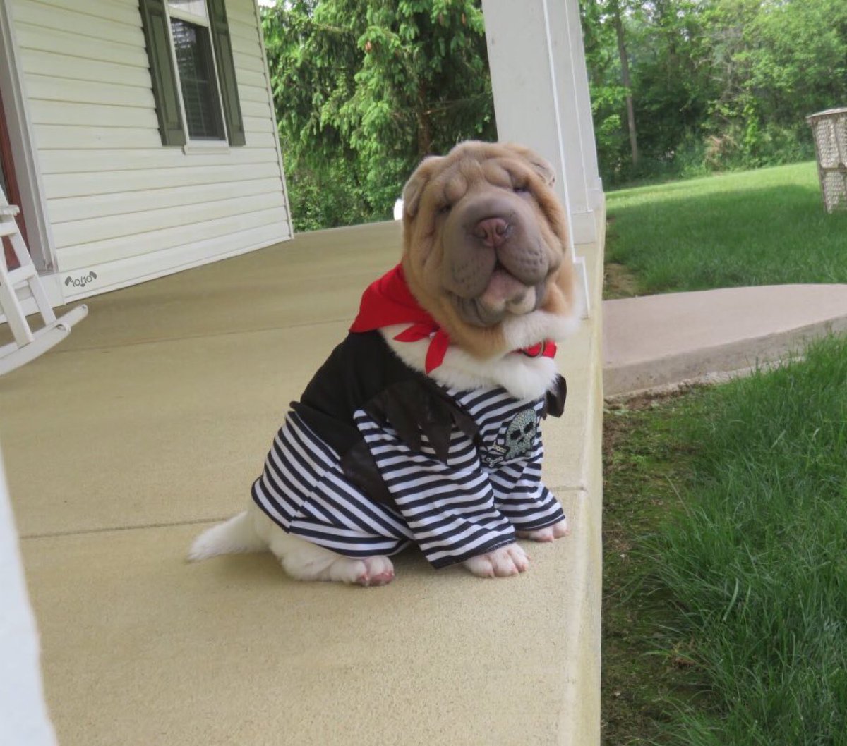 dog_rates's tweet photo. This is Taako. He wears his friendly pirate costume every day. Nobody bothered to explain Halloween to him. 14/10 will h*ckin plunder you https://t.co/HQG8xEjrel