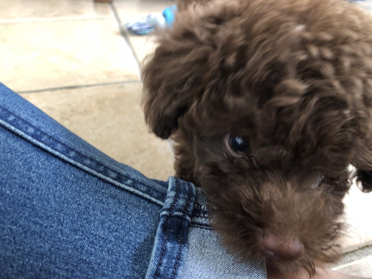 mandylu24's tweet photo. Empiezas molestando a tu novio y él te hace cosquillas para atrás by #RobiTheDog #Lovethepup https://t.co/B51rSY8cLR