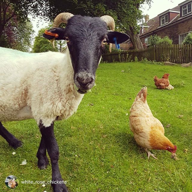 HealthyChickens's tweet photo. Via @white_rose_chickens... "Stanley the sheep having a staring competition.👀" #backyardpoultrymag
#iamcountryside #sheepsofinstagram #sheep  #farmlife #bantams #chickensofig #chickensofinstagram  #backyardchickens  #poultryofinstagram  #freerangechi… https://t.co/pPysgusGN9 https://t.co/lwijHPVh9s