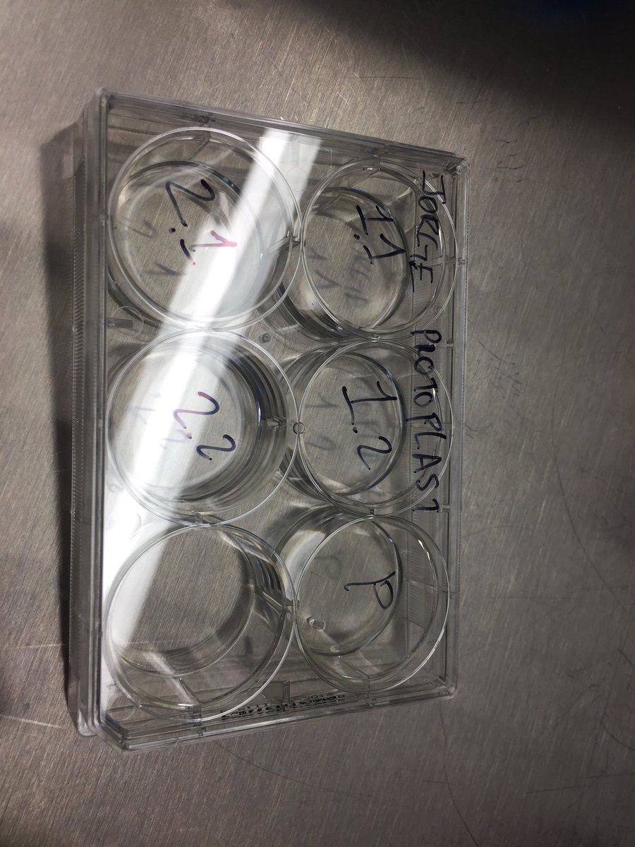 jorgeluisva13's tweet photo. Testing sgRNAs in wheat protoplast. Third time’s a charm. #CRISPR #TAMWheat https://t.co/26mpd2Ekiz