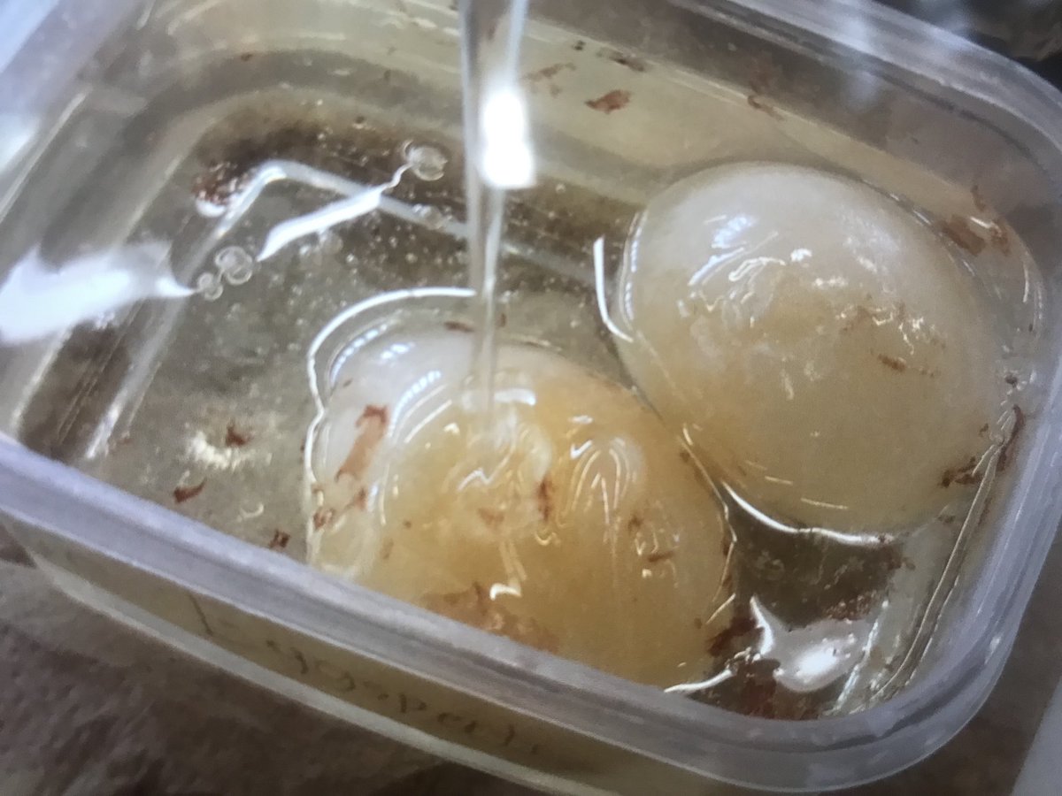 latamacd's tweet photo. Osmosis Part 2- @STEM_MAC students learned that vinegar is a hypotonic solution, as it disintegrated the shells and engorged the eggs; while corn syrup is a hypertonic solution as the liquid was drawn from the eggs #maclearns https://t.co/N1sjrCJVvS
