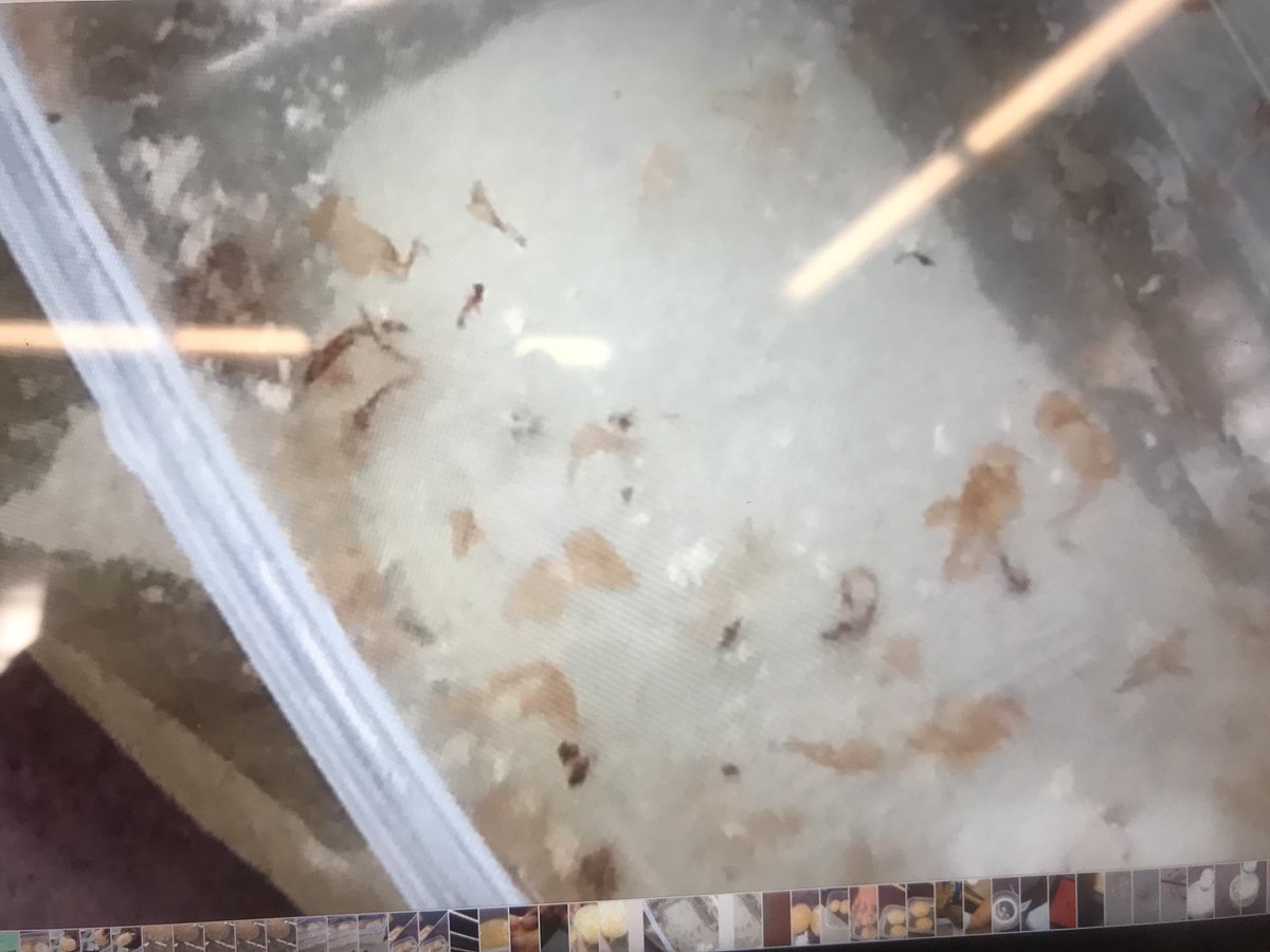latamacd's tweet photo. Osmosis Part 2- @STEM_MAC students learned that vinegar is a hypotonic solution, as it disintegrated the shells and engorged the eggs; while corn syrup is a hypertonic solution as the liquid was drawn from the eggs #maclearns https://t.co/N1sjrCJVvS