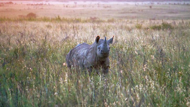 DV_ChrisDay's tweet photo. @DavidNorthmore discussions how #bigdata is being used to fight poaches and protect #endangeredspecies  #Iot  https://t.co/iVzc7stz0Y https://t.co/5F7sHKzPJ9