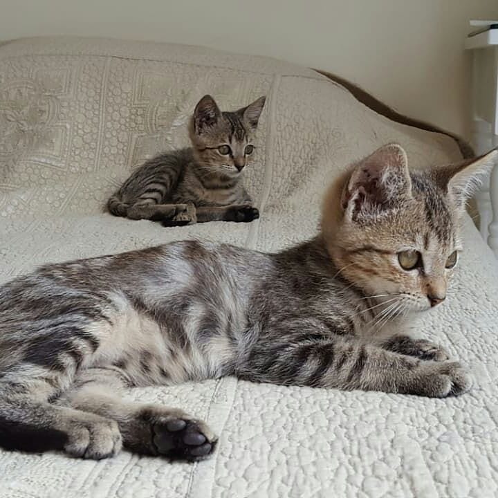 davidredwoodOF's tweet photo. Hermosas gatitas en adopción ❤ ven michu michu no te eches pa atras! Son demasiado amorosas y divertidas!
Telf: 098515160 https://t.co/LRuk3N3Hkj