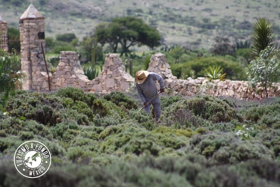 #TeHaceFaltaBarrioSi y #TeHaceFaltaPueblear si aún no conoces los #CamposDeLavanda en <a href="/MdePozosMagico/">Mineral De Pozos Mágico</a>