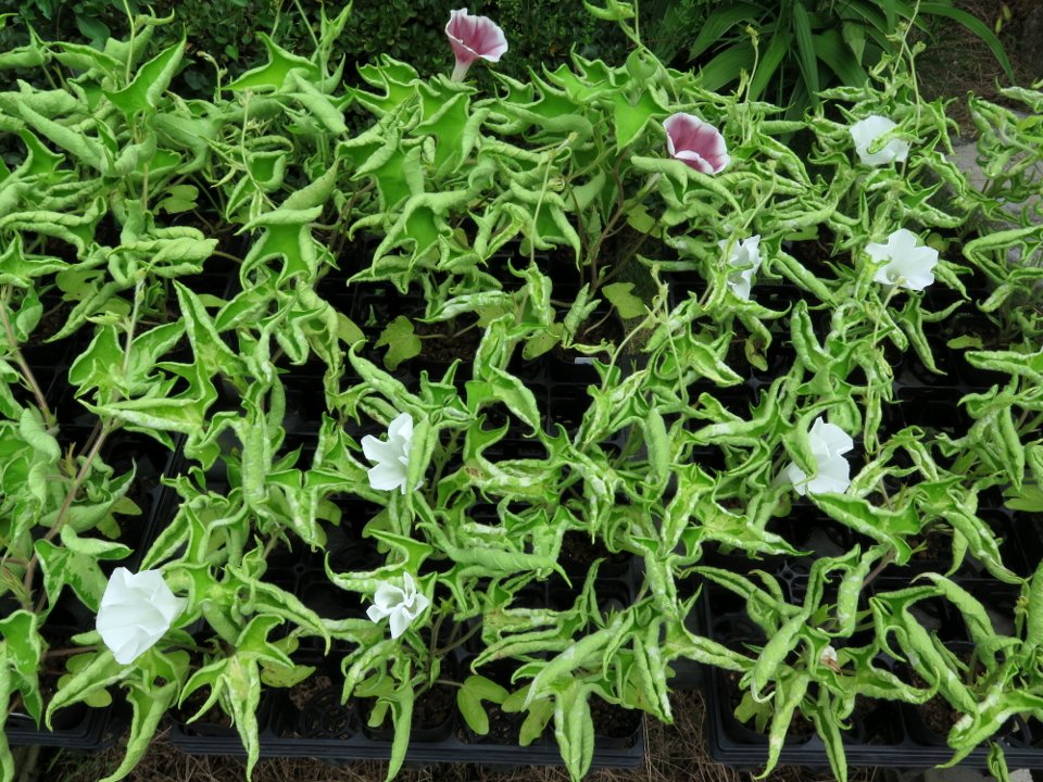 Yt ウリハムシ Aulacophora Femoralis 花を 触覚で探りながらウロウロ 上翅が黒いのは クロウリハムシ なのね 子葉が何者かに喰われてるけど そういえばこの食害痕はウリハムシだな 撮影後 潰しておきました 変化朝顔 朝顔 あさがお アサガオ