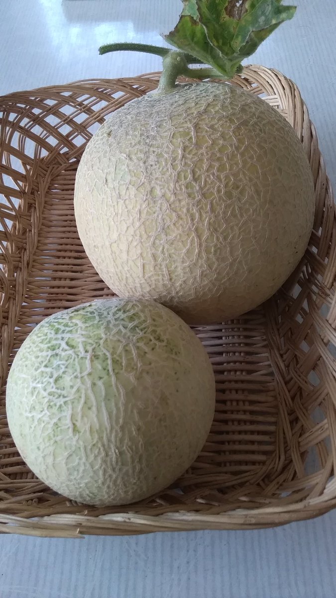 ころあま Twitter Search