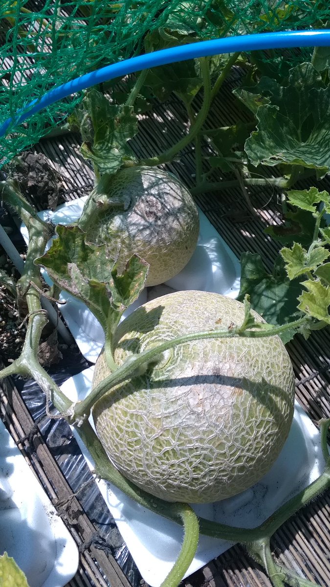 ころあま Twitter Search