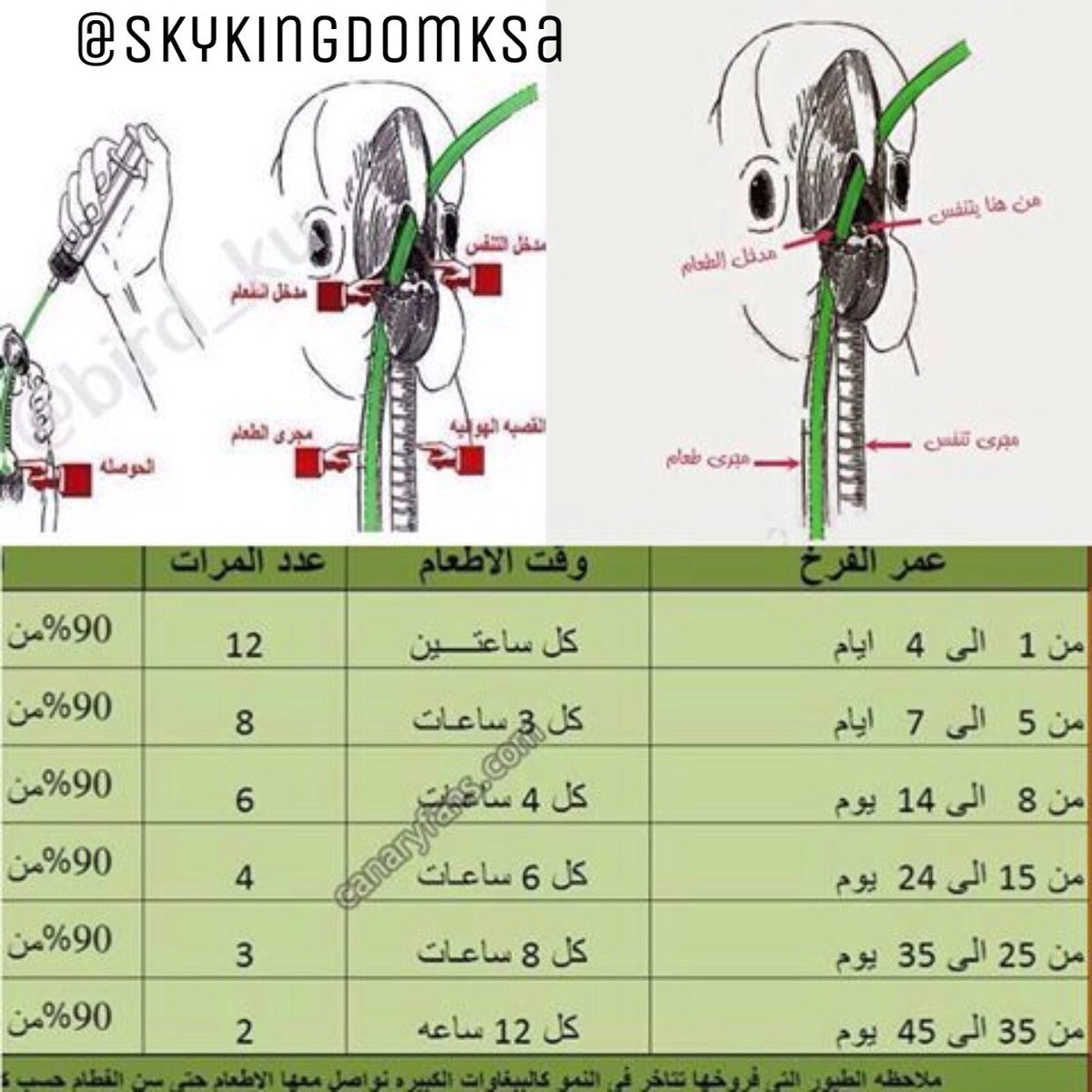 طريقة غر الفراخ بواسطة الأنبوب

#طيور #طيور_للبيع #طيور_زينه #طيور_الرياض #كنيور #ببغاء #ببغاوات #ببغاء_للبيع #ببغاء_أليف #محمية #محمية_طيور #محمية_مملكة_السماء