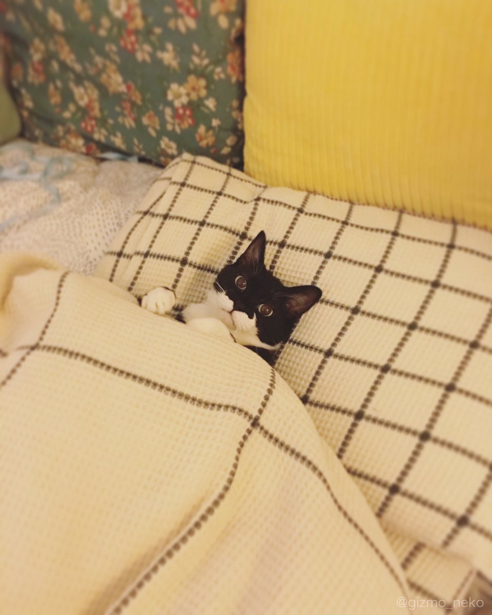 CampbellxEmma's tweet photo. I love photos of cats tucked into bed https://t.co/bz7TnrPQoJ