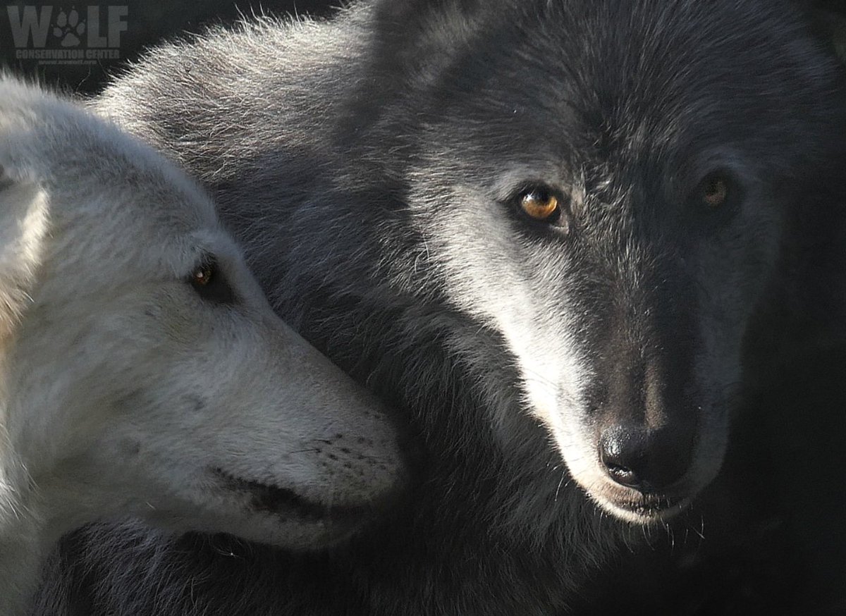nywolforg's tweet image. I would rather walk with a friend in the dark, than alone in the light. 
~Helen Keller