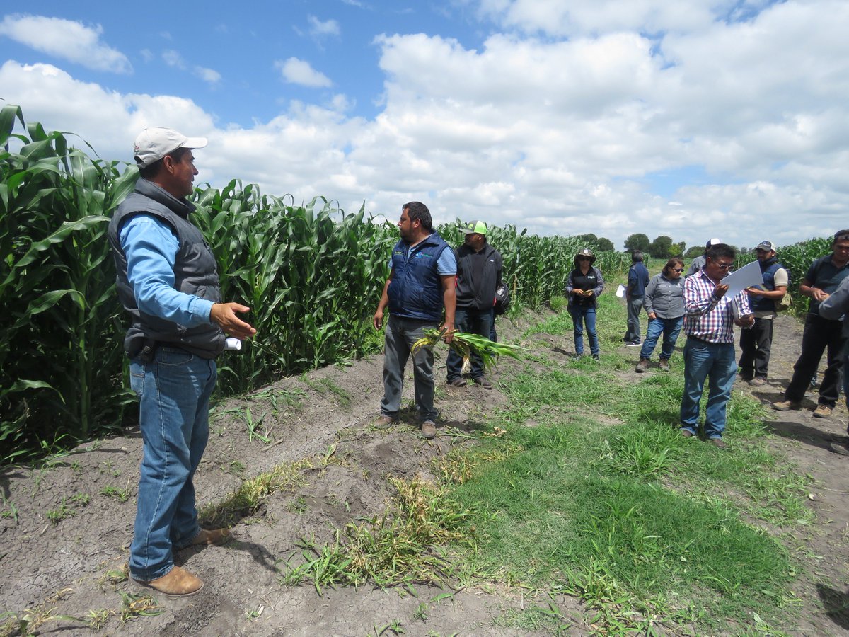 MasAgroGto's tweet photo. Capacitación, intercambio de conocimientos en las plataformas de investigación @MasAgroGto para beneficio de los productores #PROAGROCapacita #Extensionismo #DECA @MasAgroGto 1a. reunión regional de estrategias noreste @ACCIMMYT @SDAyR_Gto https://t.co/3KzXqaQ3SX