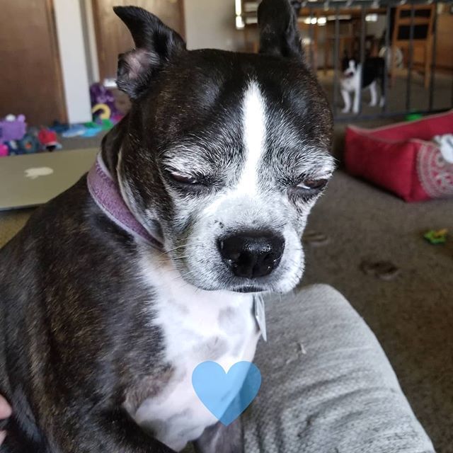 Get me some coffee, I stayed up way too late watching TV. #bostonterrier #5moreminutes
------
Follow <a href="/yobostonterrier/">yobostonterrier</a>
------
Great photo.

#bostonterriernorway #bostonterrierpic #bostonterrierworld #bostonterrierobsessed #bostonterrierpup #bostonterrierfan #bostonterriersfor…
