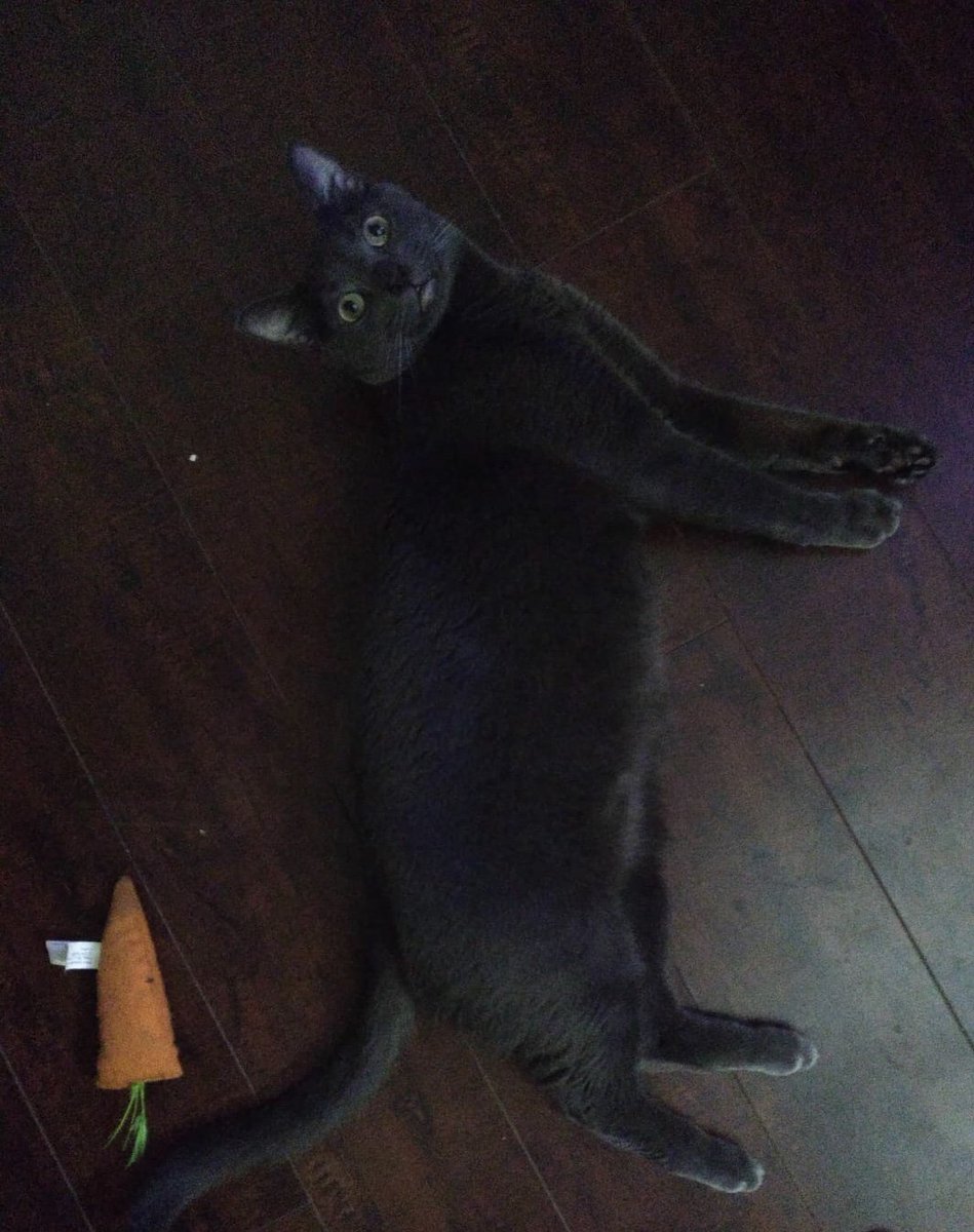 ProfPurrs tweet picture