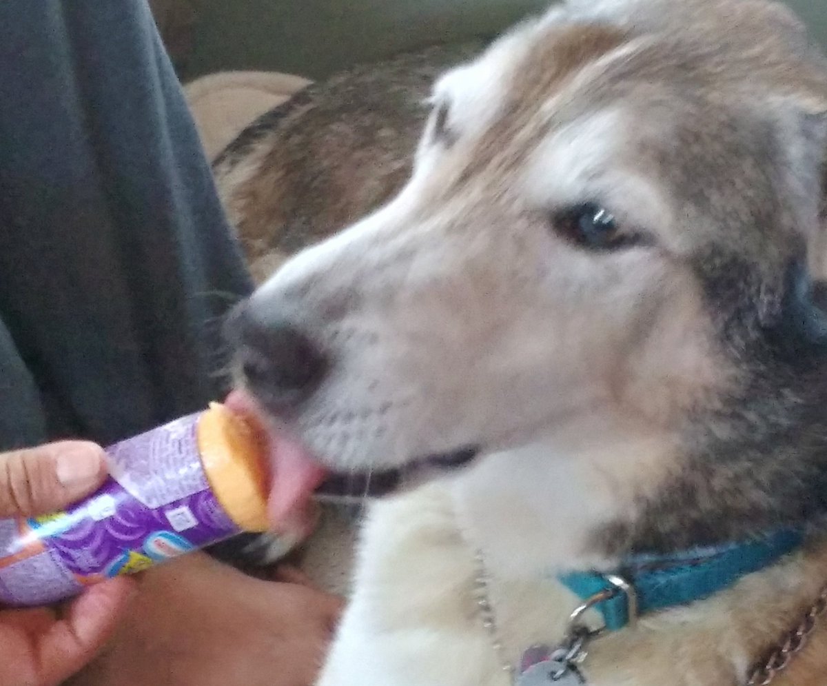 mostlylost_rv's tweet image. Rumors the husky is spoiled are untrue. Also? We only buy orange popsicles cuz thats his favorite flavor😉