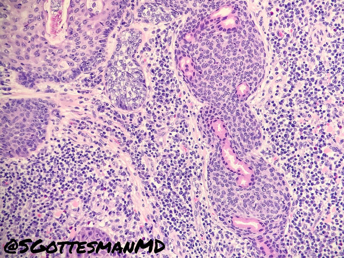 Silvija Gottesman MD tweet media