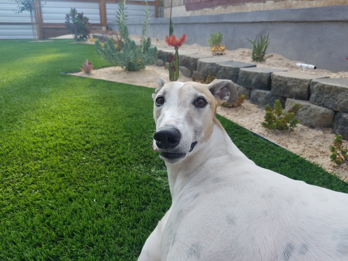 kellyashort's tweet photo. #Rescue dogs are the best. Happy 4th Birthday to this pooch.  #Greyhound https://t.co/ypz5aiXxrF