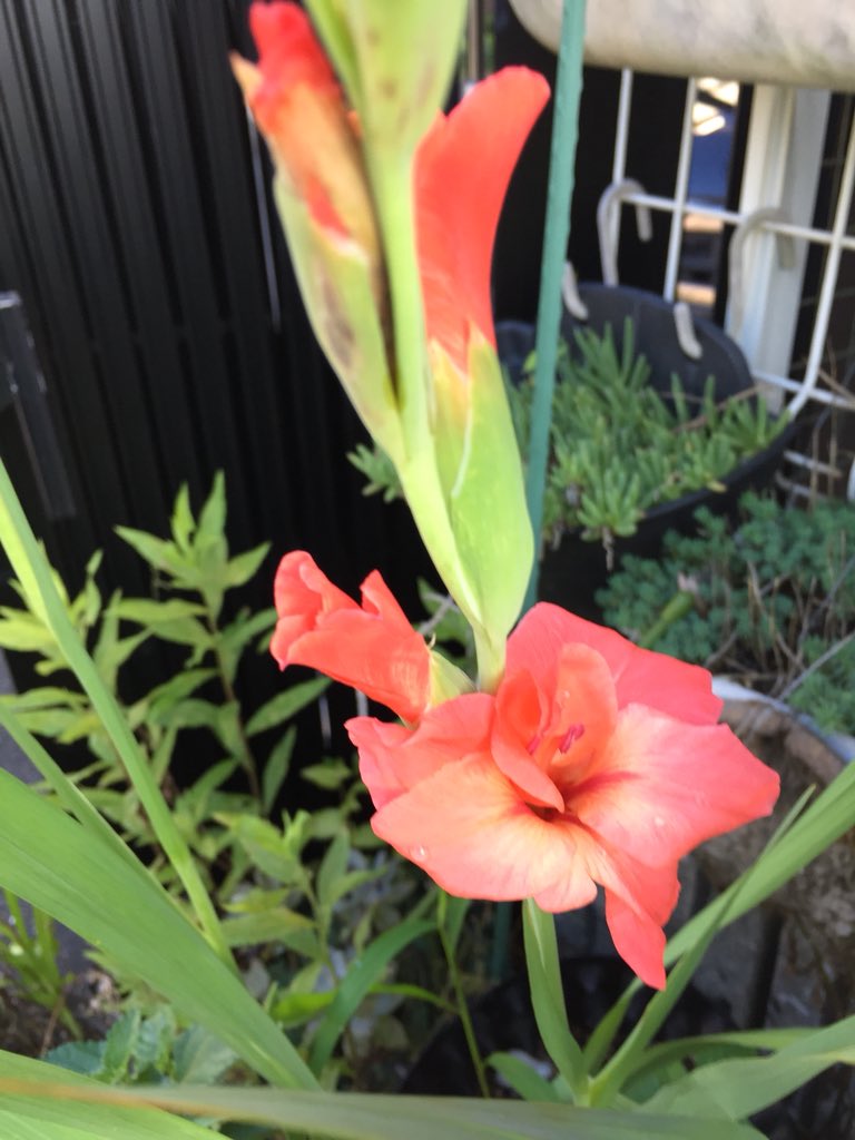 Lemontanalogue The Day 95 暑さ じわり ひまわり 花壇 ブルーベリー 家庭菜園 Sprekelia 燕水仙 水栽培