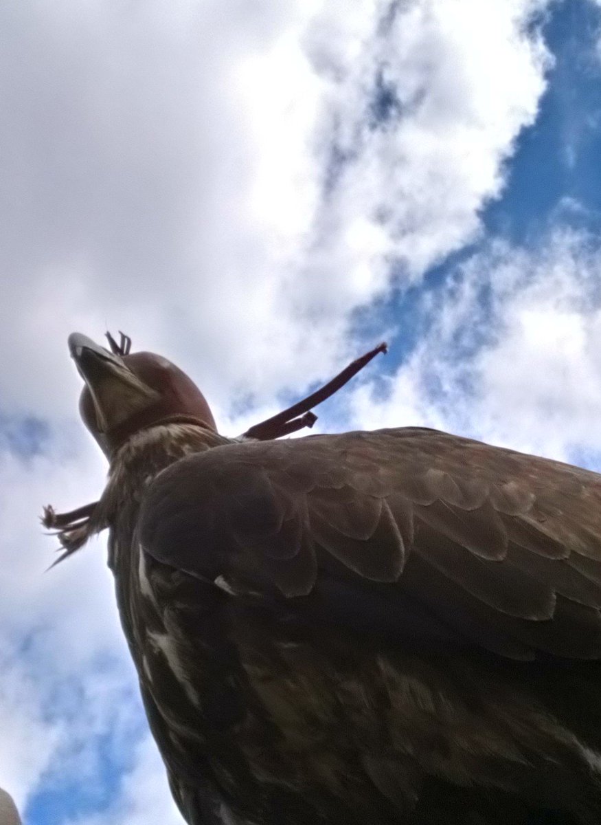 The first cool breeze for weeks= flying perfection from the bald eagle!