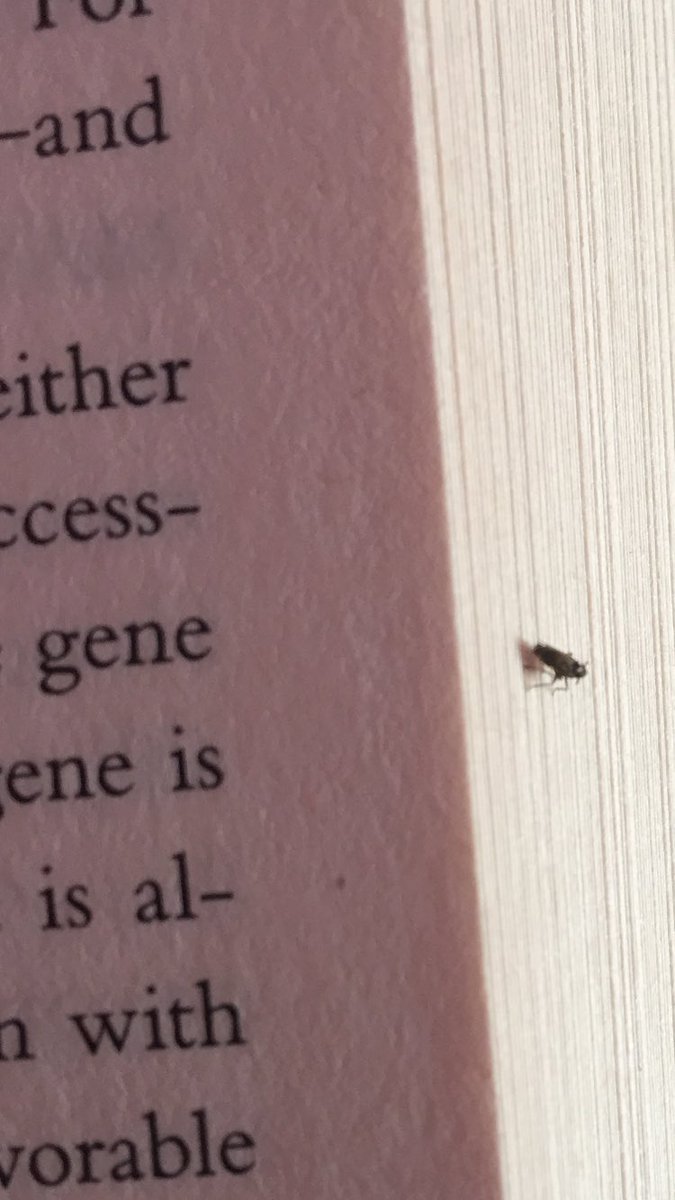 palivula's tweet image. This little fella has decided to join me in my quest to learn about genetic computing and artificial intelligence. 
#ai #genetics #geneticcomputing
