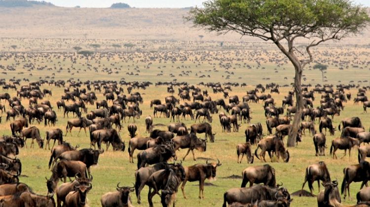 PanamweTour's tweet photo. A #TanzaniaSafari consists of many #NationalParks like #Serengeti, #Ngorongoro, #Tarangire and many more. Come and join with #PanamweTours, we provide you with several packages to make your journey suitable and comfortable.
https://t.co/Kev4Lgx9AD https://t.co/Tb4Le4yvbf